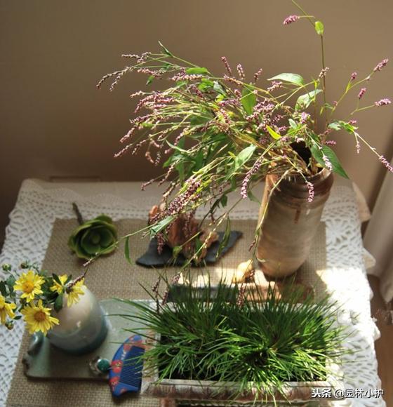 红蓼草做酒曲,没有老酒曲怎样用辣蓼草做酒曲