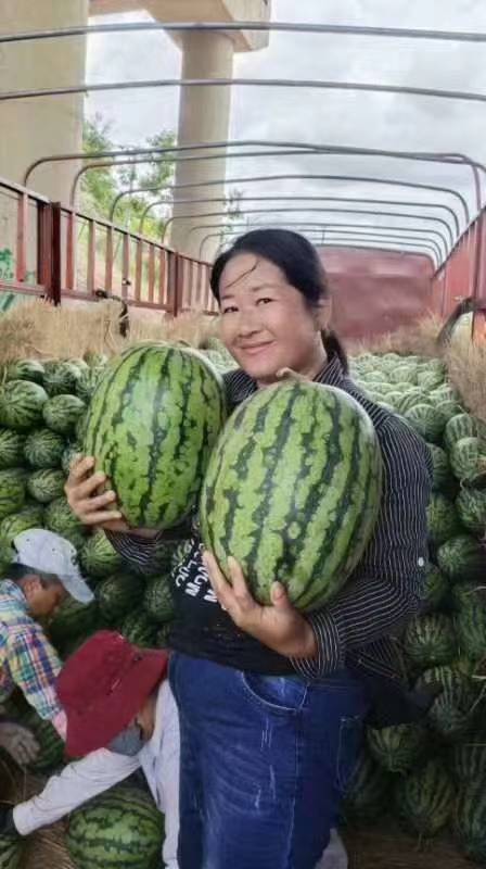 什么品种的西瓜长得最重,15公斤西瓜品种介绍