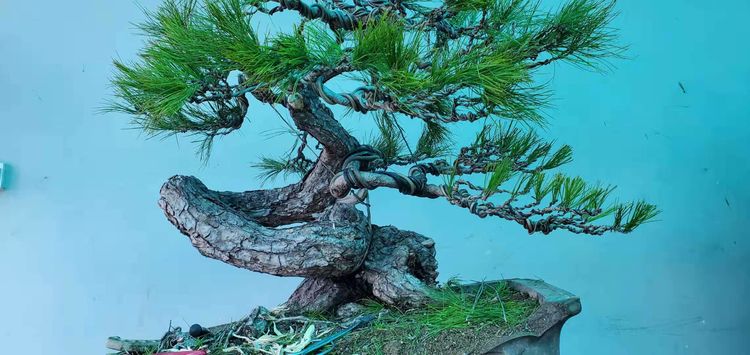 金奖精品黑松盆景 (日本国风展黑松盆景高清图)