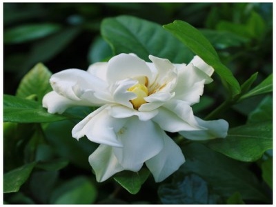 栀子花病虫害叶片图片,月季茉莉栀子花病虫害