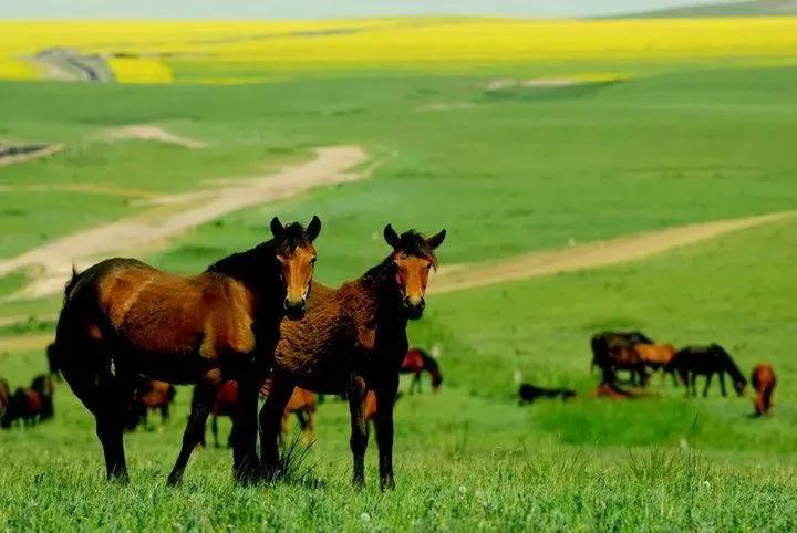 山丹军马场世界第一大军马场,山丹军马场适宜养马的原因