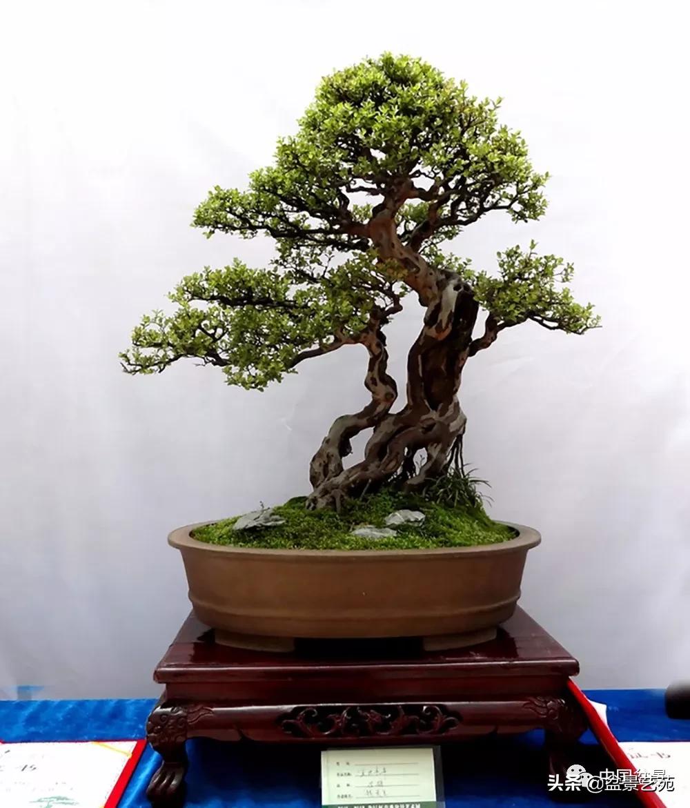 雀梅盆景艺术鉴赏图片,红芽雀梅盆景冬天怎么养护