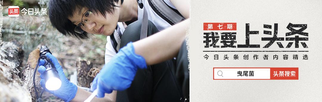 她让20万人爱上一种菌：像西米露，又似咸蛋黄，网友直呼太神奇