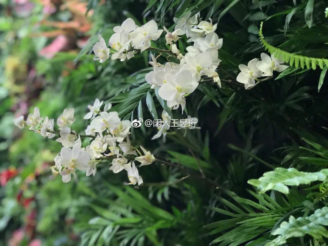 王昱珩上学经历,清华毕业的王昱珩