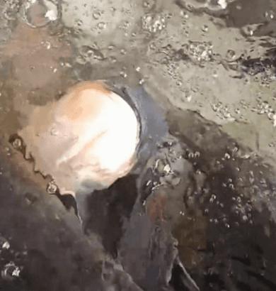 顾客一来鲢鱼就翻肚子，假装挂了漂在水面：鱼也开始成精了？