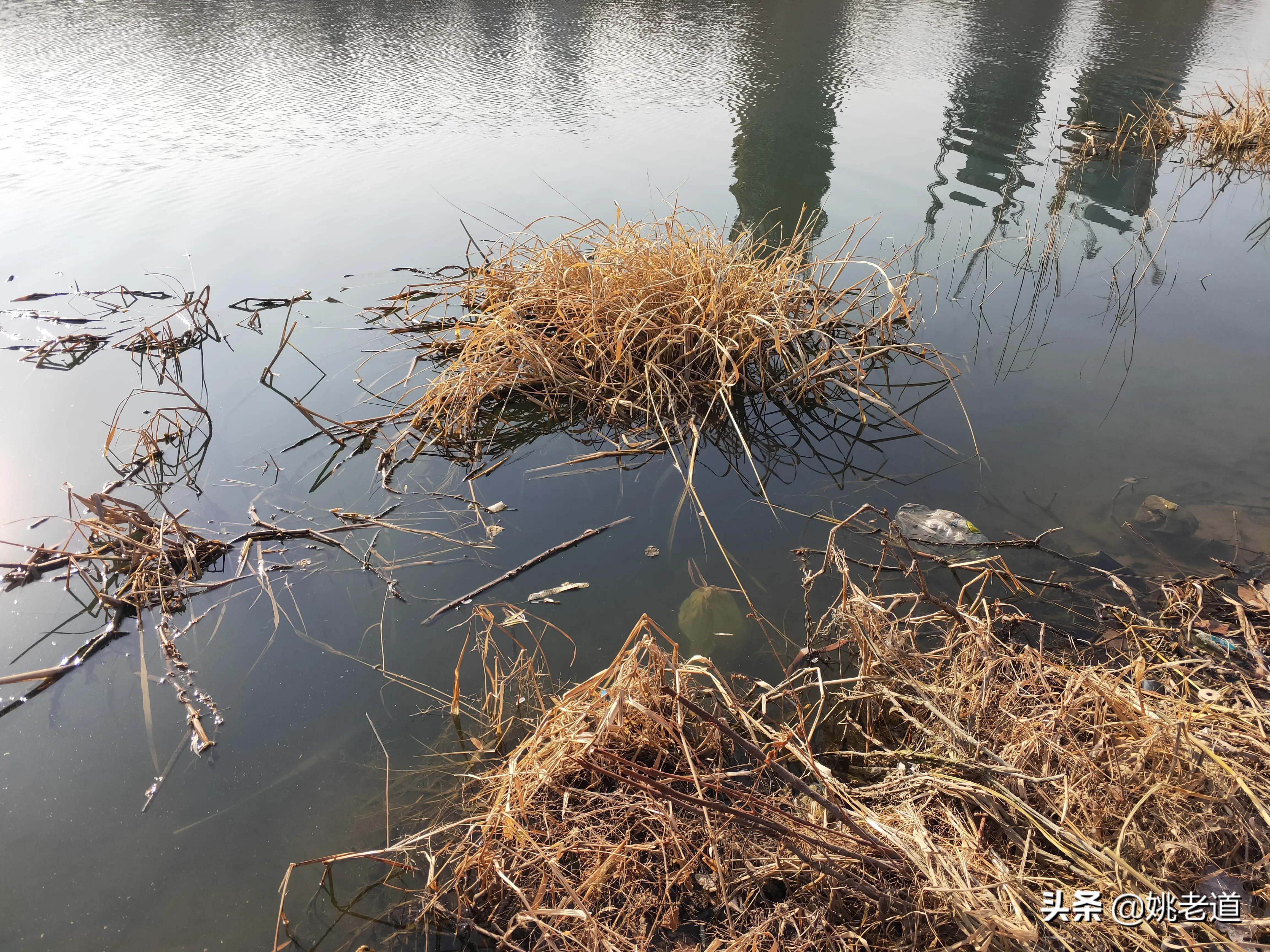 钓鱼什么酒米最好用,酒米钓鲫鱼好用吗