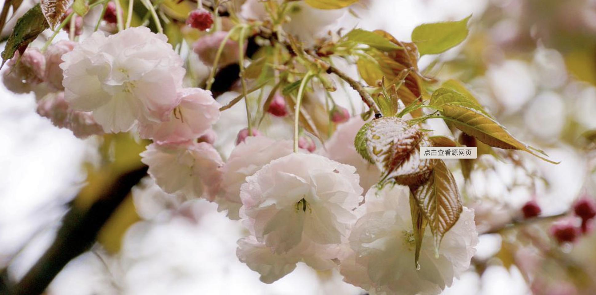 又到了一年一度赏樱花的季节,又是一年樱花开快来沉浸式赏樱