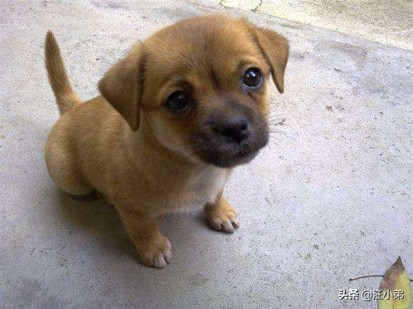 小土狗喝哪种奶粉,两个月大的小土狗可以喝驼奶粉吗