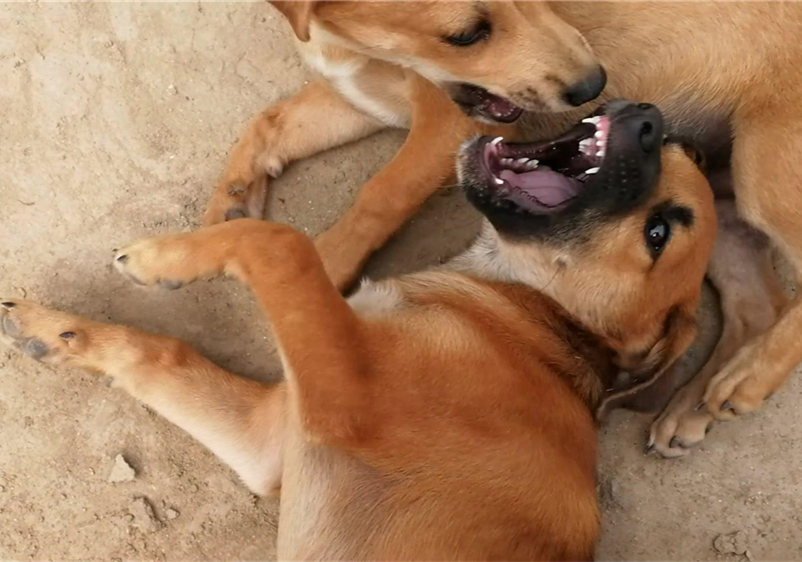 土狗绝对是最忠诚的狗,土狗的警惕性有多强