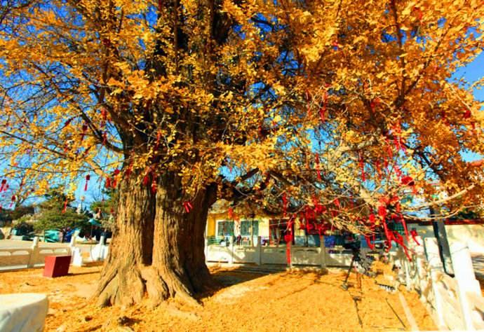 郯城古郯国地名由来,齐鲁地名