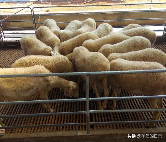 绵羊养殖技巧教学,绵羊的正确养殖方法