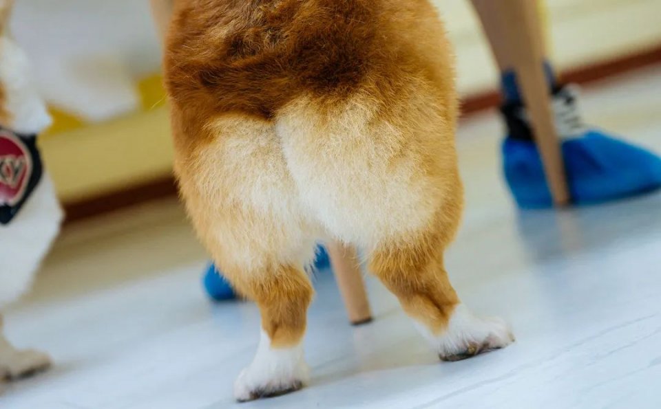 吸屁屁，短腿大耳肉嘟嘟，这家店进去就出不来了…