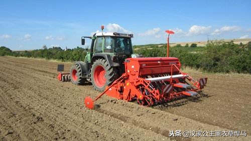 薰衣草种子生长全过程,芳香植物的养殖方法