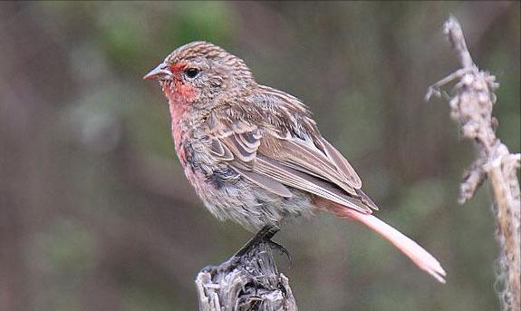 广东常见鸟类图谱和名称图文,东江揽胜鸟类