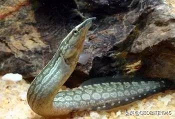 有趣的鱼——罕见的轮胎龙和常见的伪轮胎龙(大刺鳅)