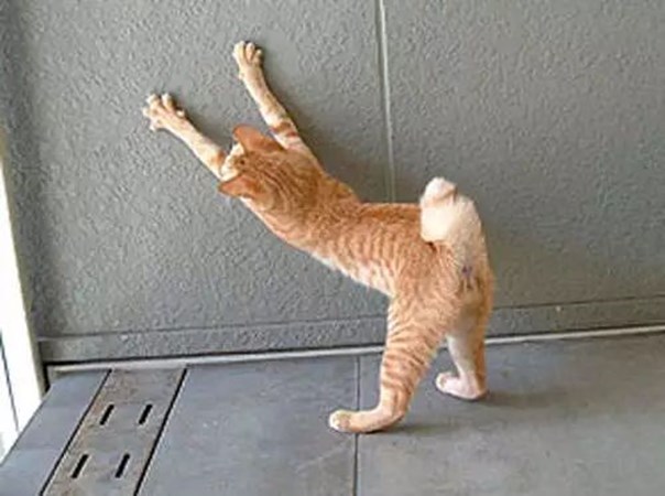 猫咪防抓沙发办法有哪些,让猫咪不乱抓家具的方法