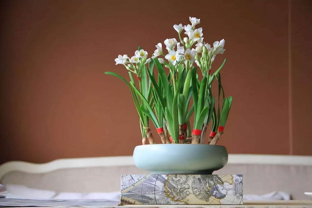 适合四季养殖的水培植物,冬天干旱种什么最好养