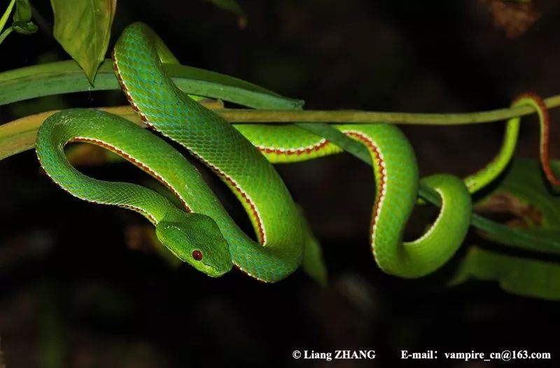 毒蛇的毒性分几种啊,毒蛇毒性排名榜