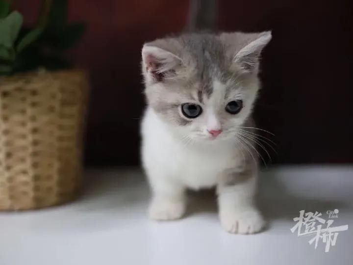 家中有小孩能养小动物吗,家里有宝宝千万别养小动物