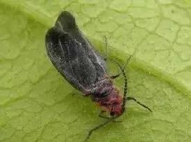 春季园林绿化工作简报,园林绿化春季修剪方案