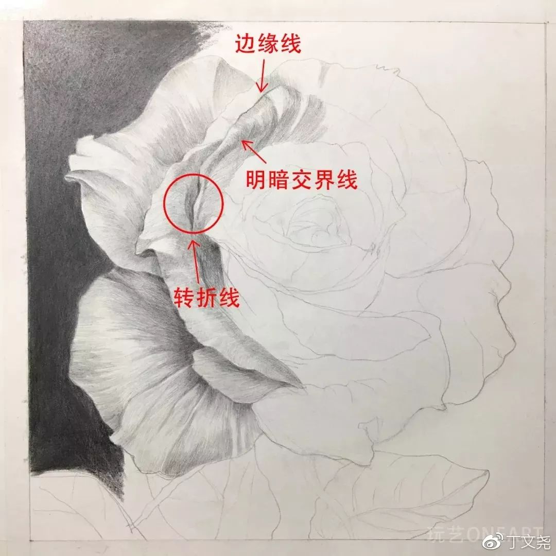素描基础绘画教程郁金香,素描丁程鑫详细教程