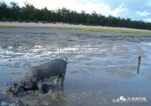 北海市区有哪些好耍和好吃的,广西北海周边好吃好玩的农家乐