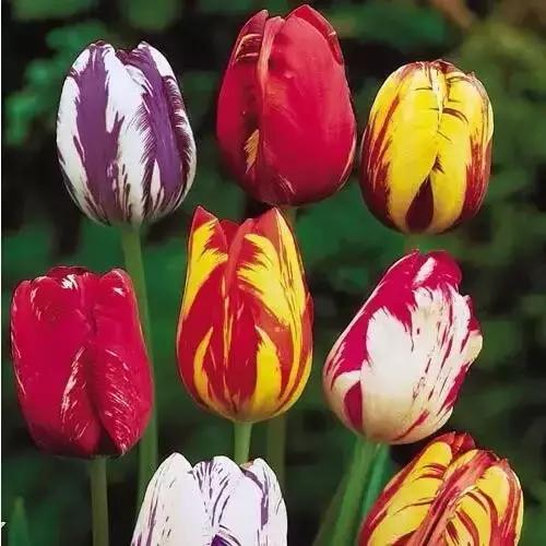 天价名贵药材,最贵的植物排行榜前十名