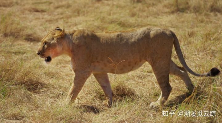 有哪些容易被认错的动物,容易被欺负的动物有哪些