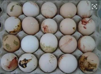 蛋鸡防治输卵管有什么好药,蛋鸡输卵管堵塞是不是种鸡的问题