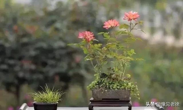 南阳赏花最佳地点,南阳春天赏花的地方有哪些推荐