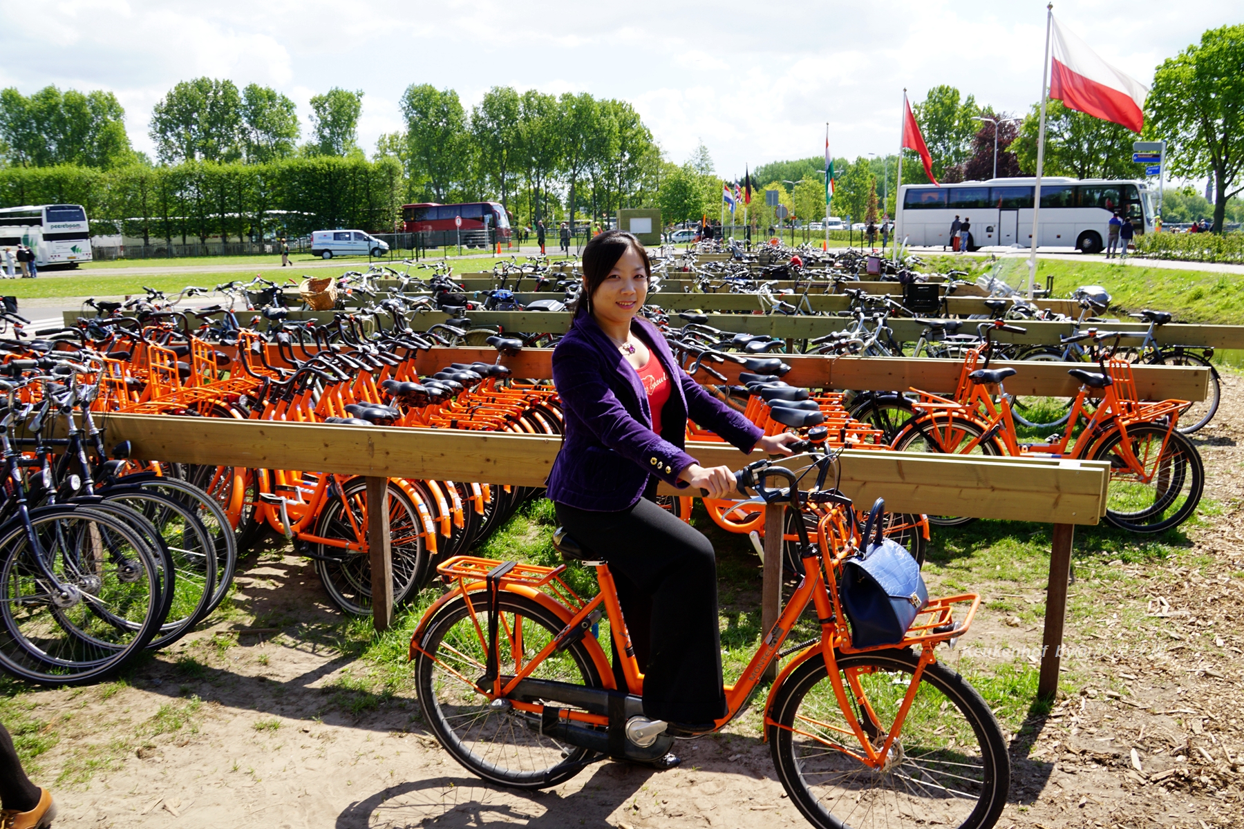 带你观赏荷兰郁金香,荷兰郁金香花海什么时候开