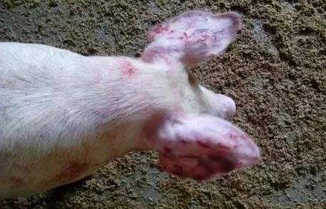 仔猪身上结痂破皮怎么治,仔猪身上出红点破皮什么病
