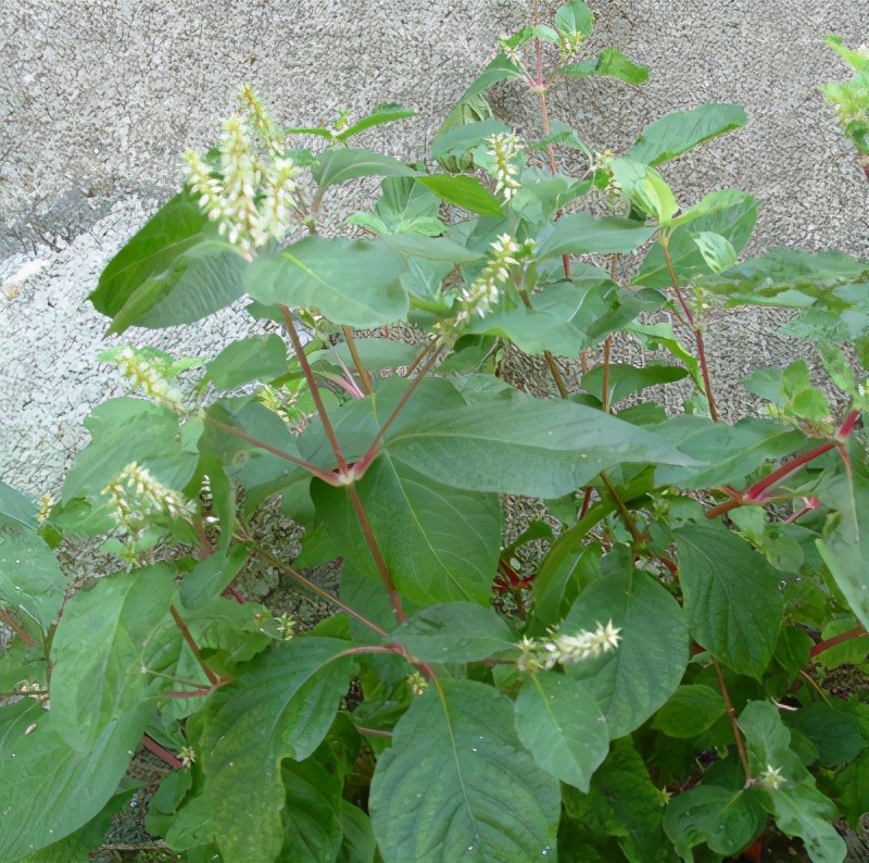 神农本草经中的药材图片,神农本草经高清彩图