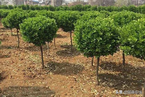 本地大型苗木快速起苗品种齐全,高杆苗木培育技术