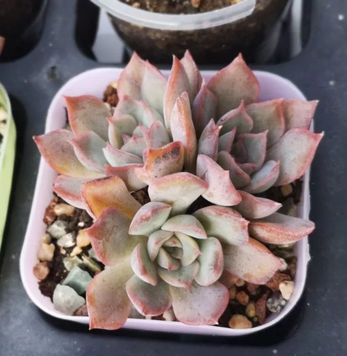 多肉一个月对比照,多肉30天前后对比图