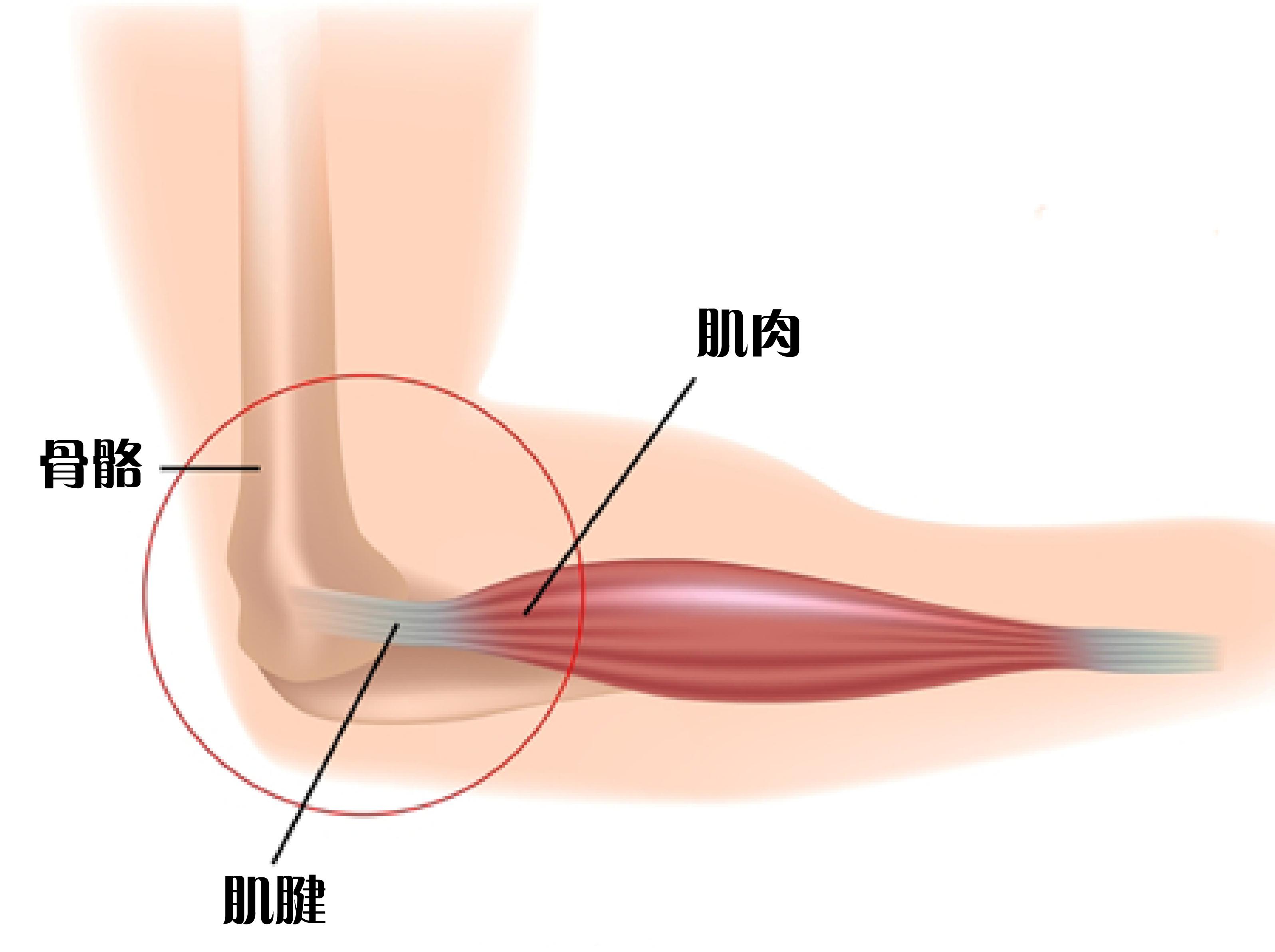 人体胳膊变异,人体十大变异