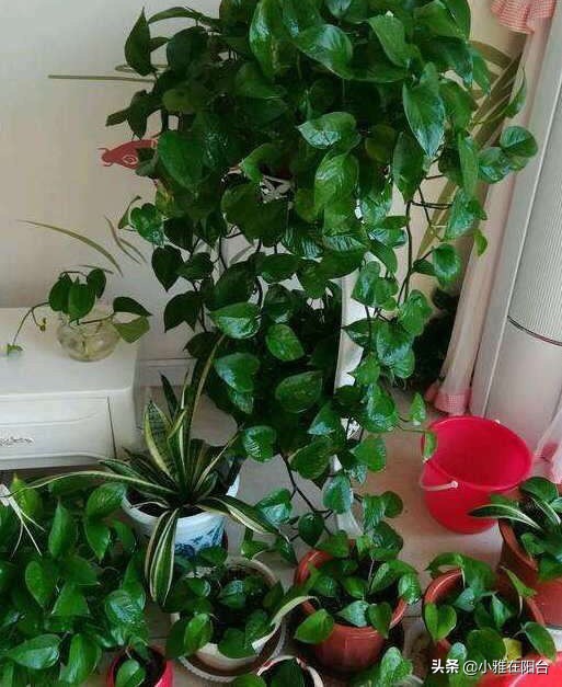绿萝叶片发黑，10天喷一次这，一个月变绿油油，叶片多，爬藤快！