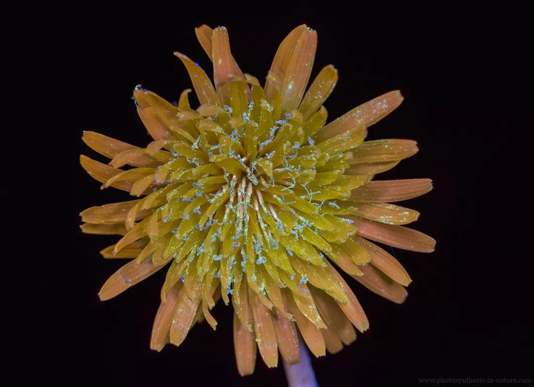 紫外线外星人真的存在吗,外星生命紫外线