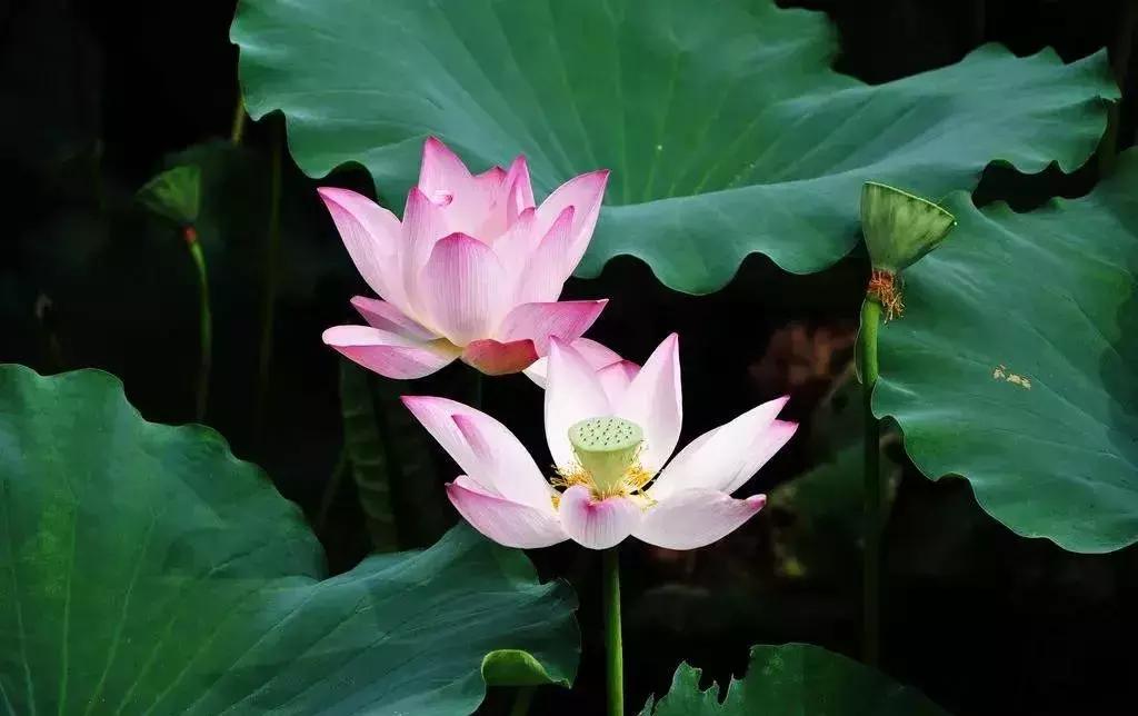 植物认知|佛系植物，五树六花