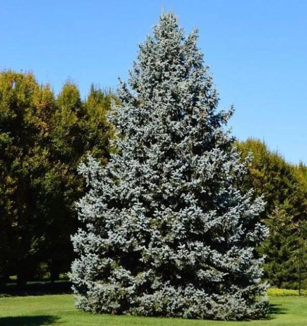 银白色的植物有哪些,草本类观赏植物