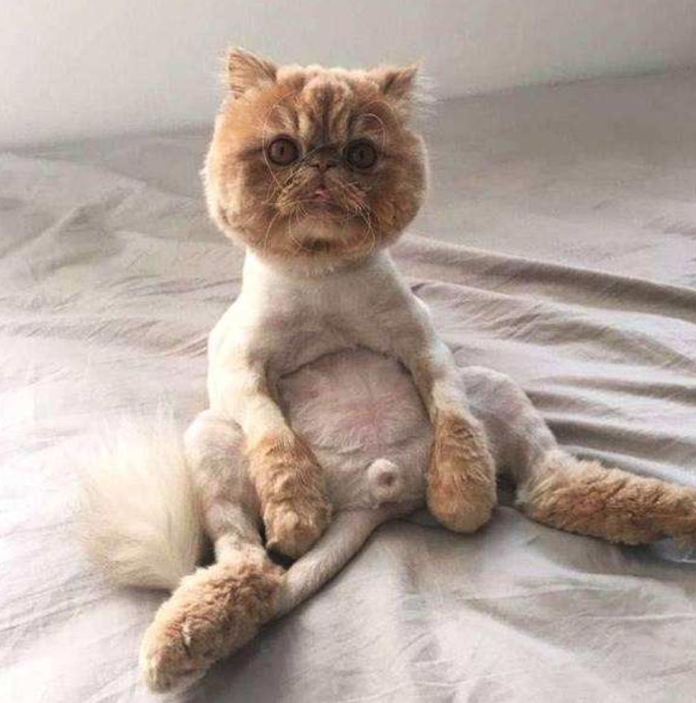 猫咪防中暑的最佳方法,猫咪中暑在家怎么处理呀