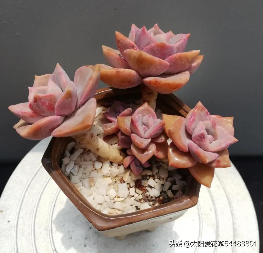 多肉彩虹糖怎么养,多肉彩虹糖打理方法