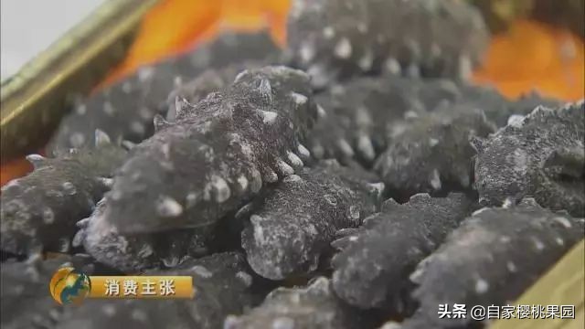 辽参科普,真正的辽参