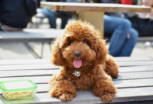 贵宾犬不吃狗粮吃什么,贵宾犬突然怎么不爱吃狗粮