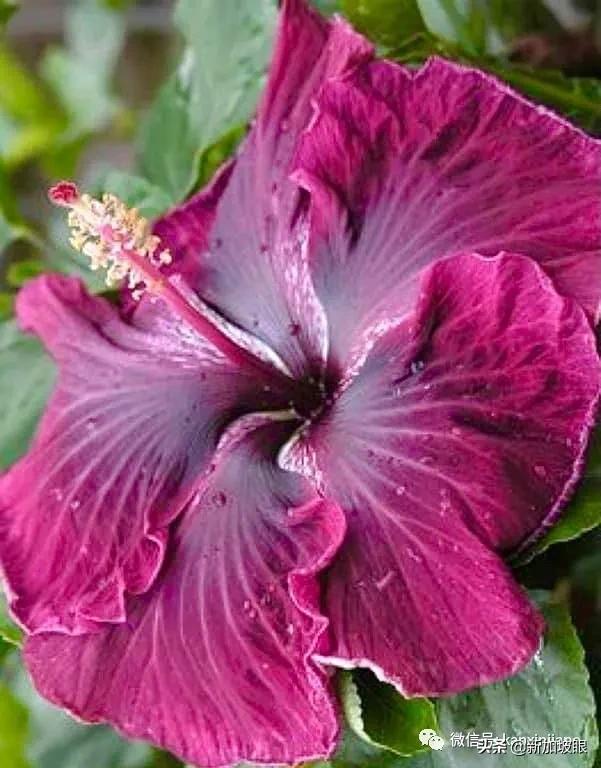 大红花和扶桑木槿有什么区别,木槿花和扶桑花哪个品种好