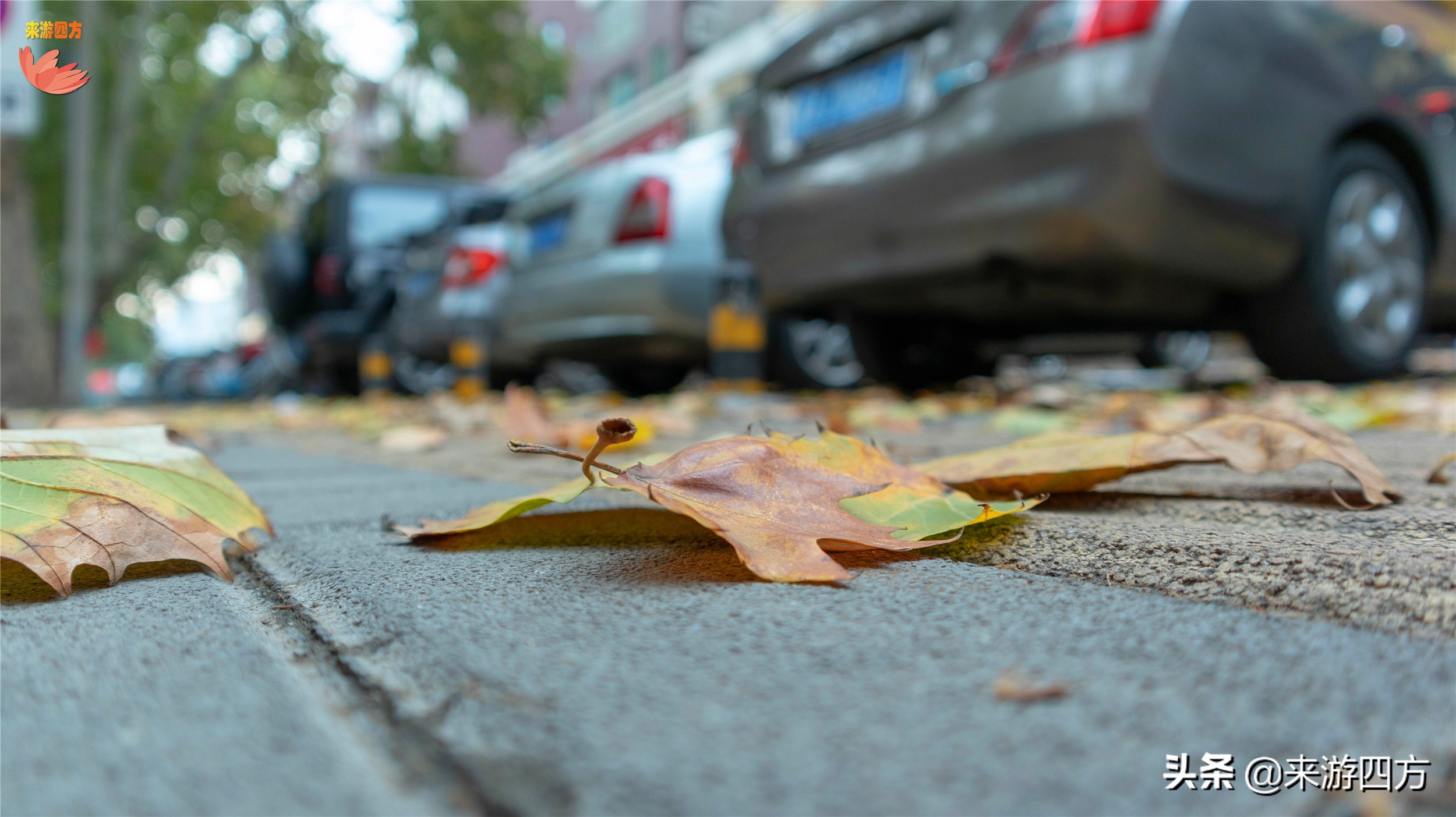 济南老商埠中山公园,济南秋风扫落叶