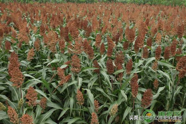 夏播谷子高产种植技术,高粱覆膜种植技术