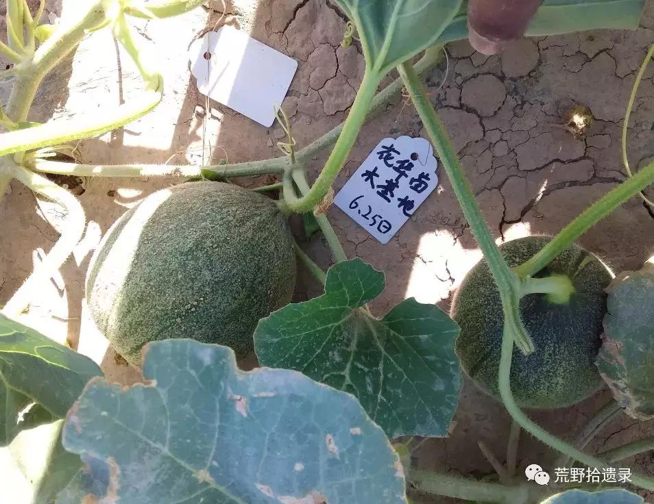 四川适合种植哈密瓜甜瓜品种,甜瓜种植技术新疆哈密瓜