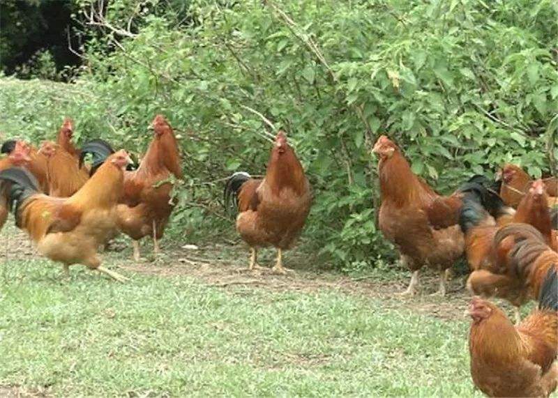 蛋鸡标准化安全生产关键技术,蛋鸡养殖安全管理制度