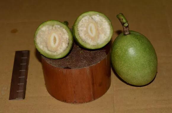 海边的芒果,海南芒果金煌芒芒果花